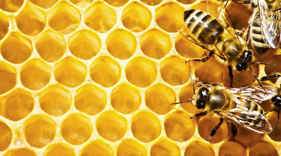 Propoli e miele: cosa sono e quali benefici comportano