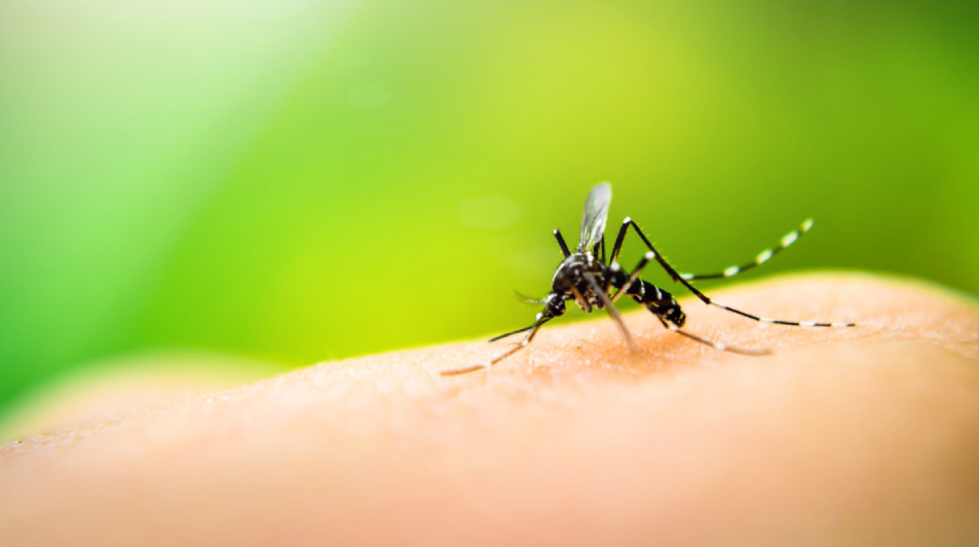 Come difendersi dalle punture e le probabili malattie trasmesse dalle zanzare?