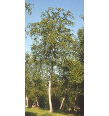 MSA BETULA PUBESCENS 50ML