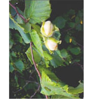 MSA CORYLUS AVELLANA 50ML