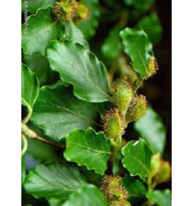 MSA FAGUS SYLVATICA 50ML