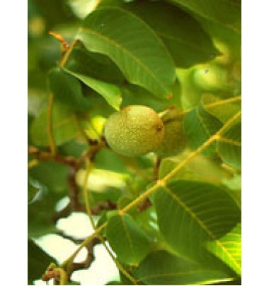 MSA PRUNUS AMYGDALUS 50ML