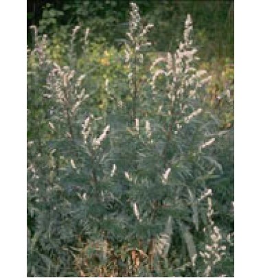 TSA ARTEMISIA VULGARIS 50ML