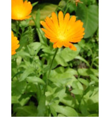 TSA CALENDULA OFFICINALIS 50ML