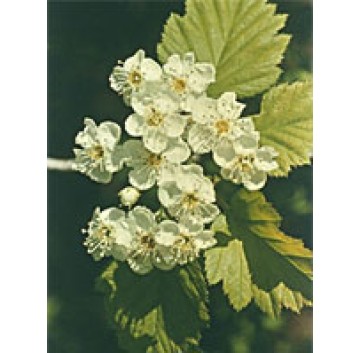 TSA CRATAEGUS OXYCANTHIA 50ML