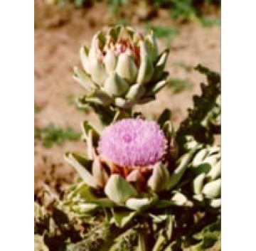 TSA CYNARA SCOLYMUS 50ML