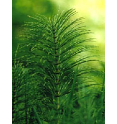 TSA EQUISETUM ARVENSE 50ML