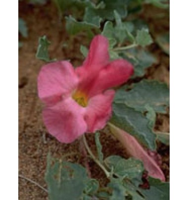 TSA HARPAGOPHYTUM 50ML
