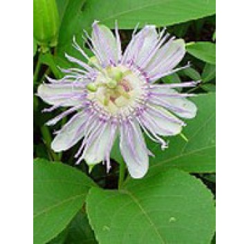 TSA PASSIFLORA INCARNATA 50ML