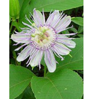 TSA PASSIFLORA INCARNATA 50ML