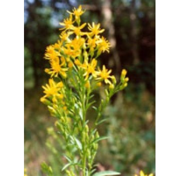 TSA SOLIDAGO VIRGAUREA 50ML