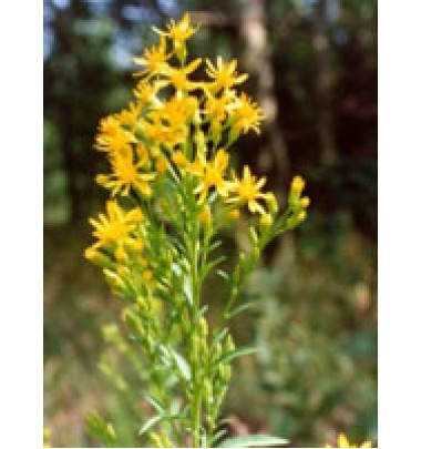 TSA SOLIDAGO VIRGAUREA 50ML