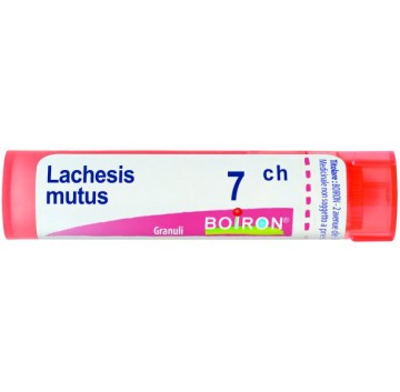 LACHESIS MUTUS 7CH GR BO