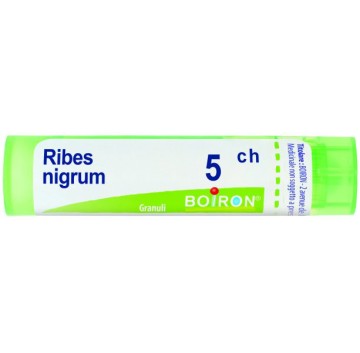 RIBES NIGRUM 5CH GR BO