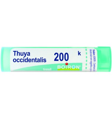 THUYA OCCIDENT 200K GR BO