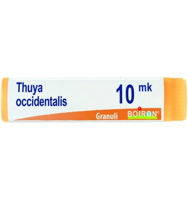 THUYA OCCIDENT XMK GL BO