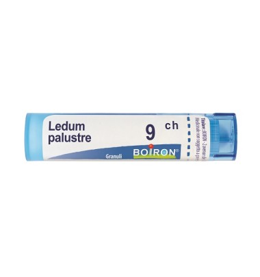 LEDUM PALUSTRE 9CH GR BO